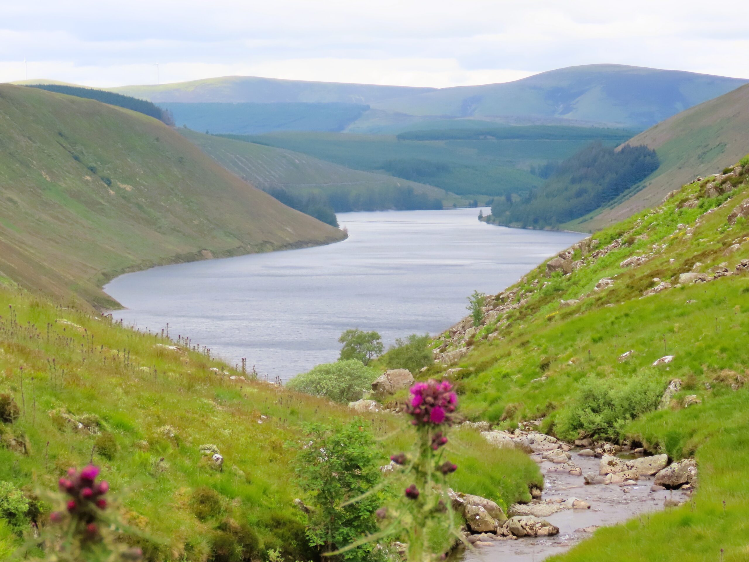 Vallata silenziosa in Scozia con cardo in primo piano, simbolo di solitudine e spazio nel viaggio slow